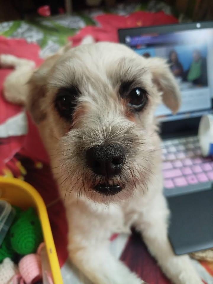 The process of making orders, with doggo🌻

#FaithfullyCrafted #valentinesday #giftideas #fypシ゚viralシfypシ゚