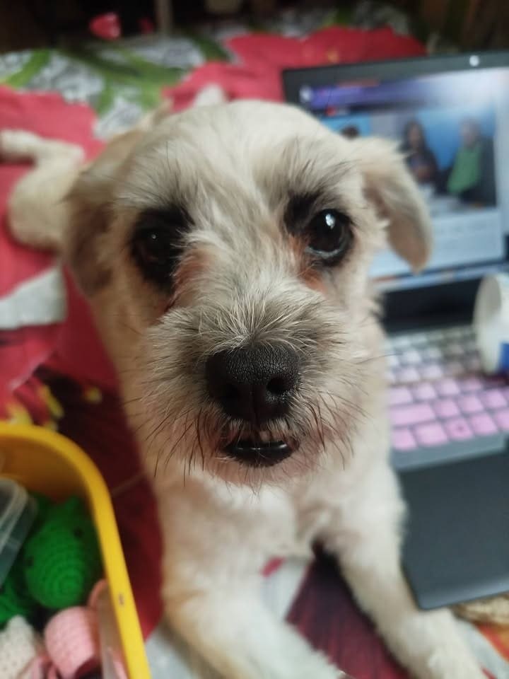 The process of making orders, with doggo — handmade crochet gifts by Faith
